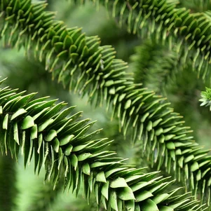 Araucaria araucana, detail konárov