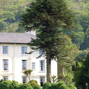 Araucaria araucana dospelý strom