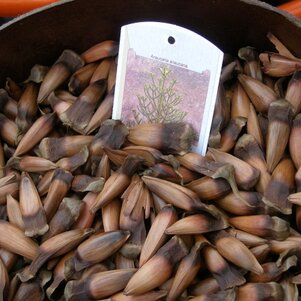Araucaria araucana semená