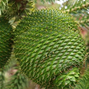 Araucaria araucana šištice