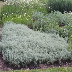 Artemisia pontica