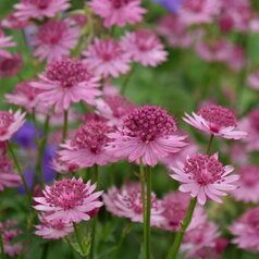Astrantia