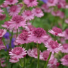 Astrantia