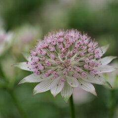 Astrantia ‘Buckland‘