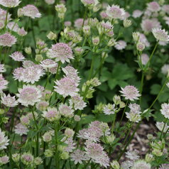 Astrantia ‘Buckland‘