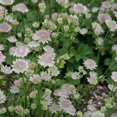 Astrantia ‘Buckland‘