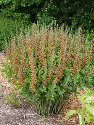 Baptisia Dutch Chocolate Baptisia Dutch Chocolate