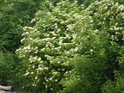 baza čierna - Sambucus nigra