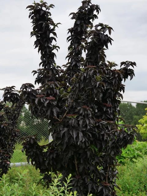 baza čierna - Sambucus nigra ‘Black Tower‘ baza čierna - Sambucus nigra ‘Black Tower‘