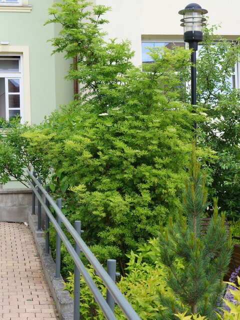 baza čierna Sambucus nigra ‘Golden Tower‘