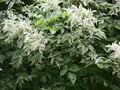 baza čierna - Sambucus nigra ‘Pulverulenta‘