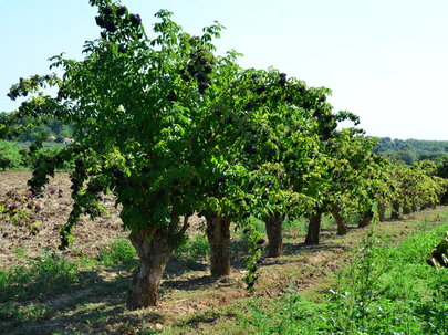 baza čierna - v ovocnom sade