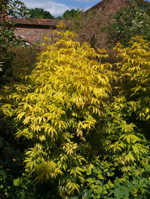 baza - Sambucus racemosa ‘Aurea‘