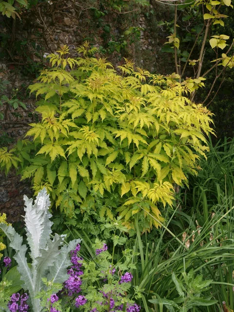 baza - Sambucus racemosa ‘ Plumosa Aurea‘ baza - Sambucus racemosa ‘ Plumosa Aurea‘