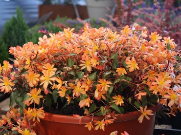 Begonia ‘Allbedada‘ Begonia ‘Allbedada‘