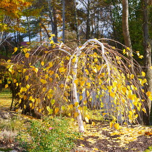 Betula albosinensis Red Panda