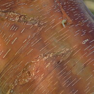 Betula albosinensis Red Panda