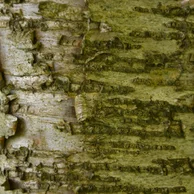 Betula allghaniensis