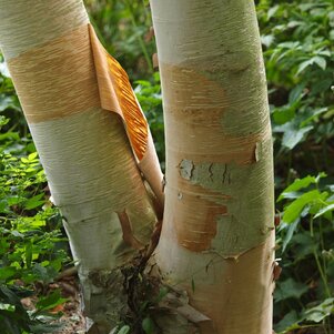 Betula costata
