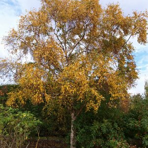 Betula ermanii