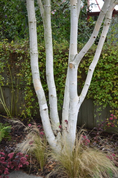 Betula jacquemontii