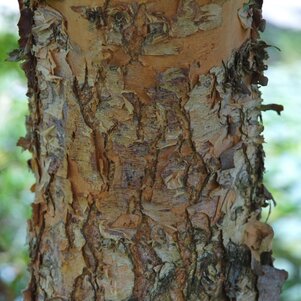 Betula nigra