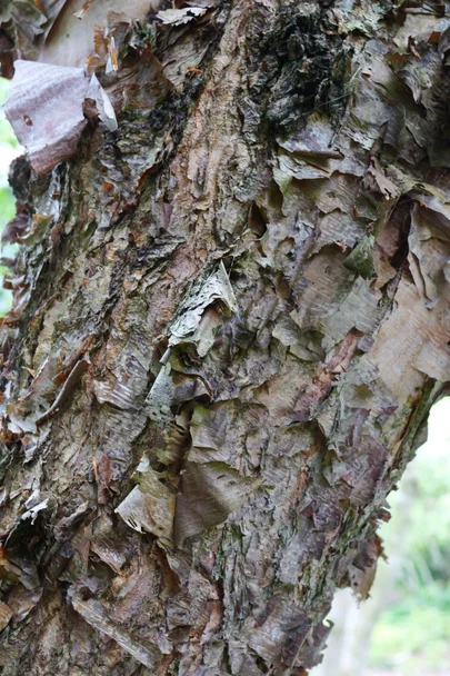 Betula nigra