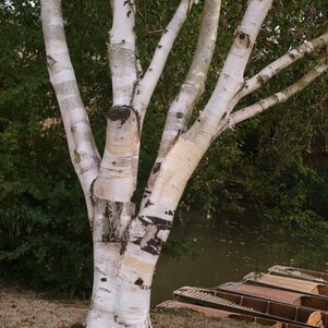 Betula papyrifera