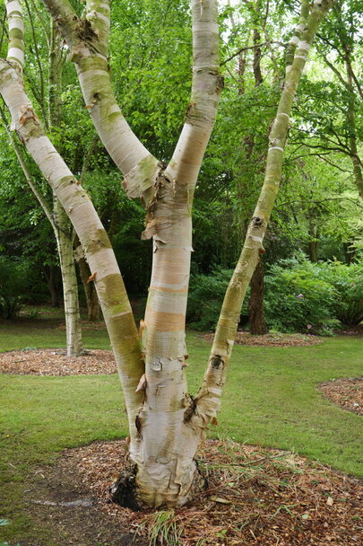Betula papyrifera