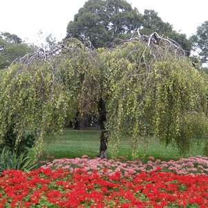 Betula pendula Youngii