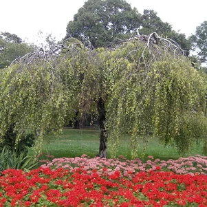 Betula pendula Youngii
