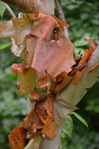Betula sp