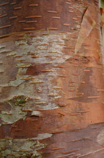 Betula utilis
