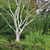 Betula utilis var.occidentalis