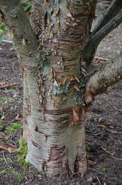 Betula utilis var. pratii
