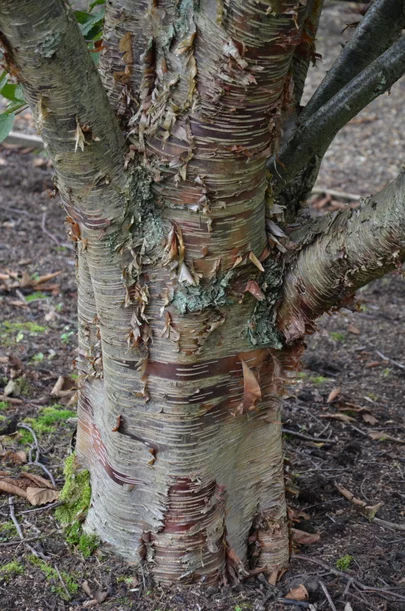 Betula utilis var. pratii