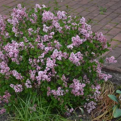 Bloomerang Pink Parfume Bloomerang Pink Parfume