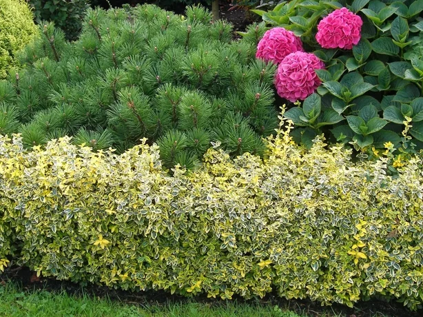 bršlen Fortuneov - Euonymus fortunei ‘Emerald Gold‘ - lem