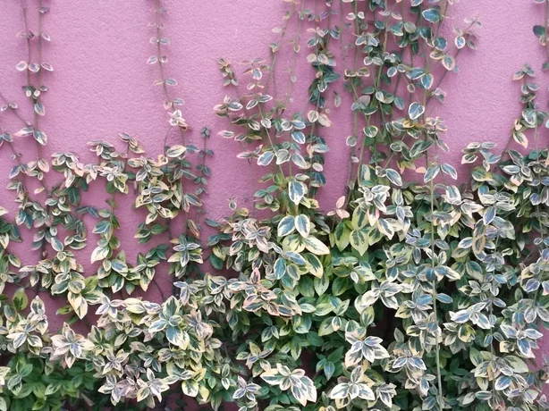 bršlen Fortuneov - Euonymus fortunei ‘Emerald Gold‘ - popínavý rast