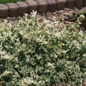 bršlen japonský - Euonymus japonicus ‘Aureomarginatus‘