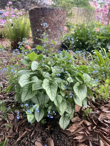 brunera - Brunnera macrophylla Jack Frost brunera - Brunnera macrophylla Jack Frost