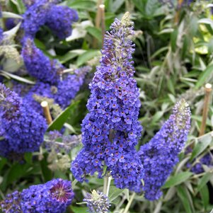 Buddleja davidii ‘Adonis Blue‘