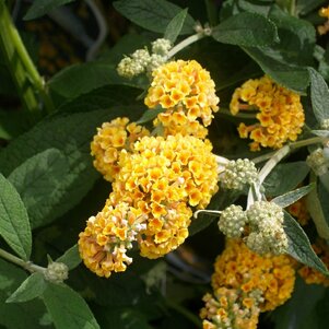 Buddleja weyeriana ‘Sungold‘