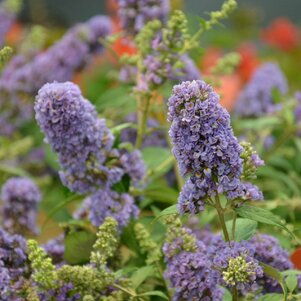 Budleja ‘Lilac Turtle‘