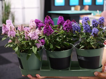 Budleja rada Rockstars