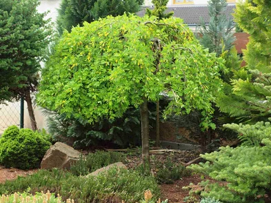 Caragana arborescens ‘Pendula‘ – kragana stromovitá Caragana arborescens ‘Pendula‘ – kragana stromovitá
