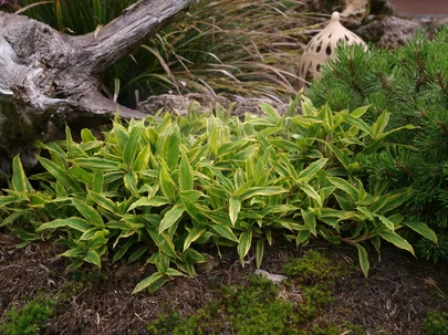 Carex ‘Brocade Islands‘