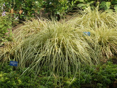 Carex conica Variegata