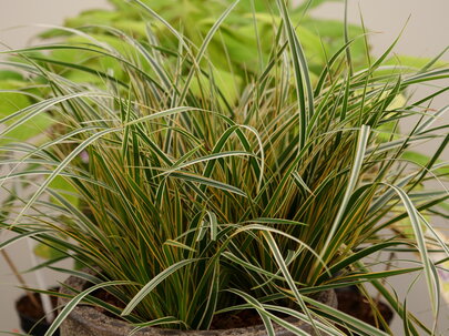 Carex morrowii Everglow