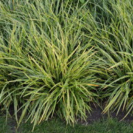 Carex morrowii Ice Dance